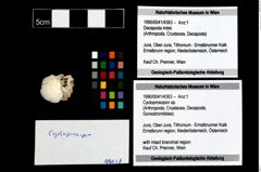 Foto (Objekt + Etikett) von Cycloprosopon sp.  (NHMW-GEO-1990-0041-4363)